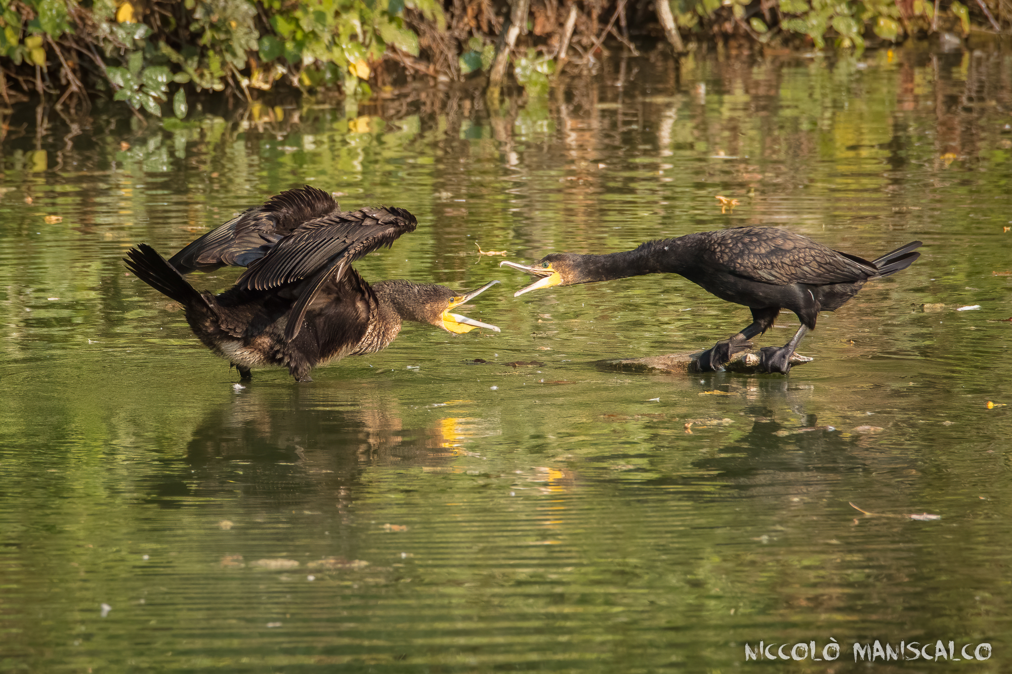 Battibecchi Pomeridiani