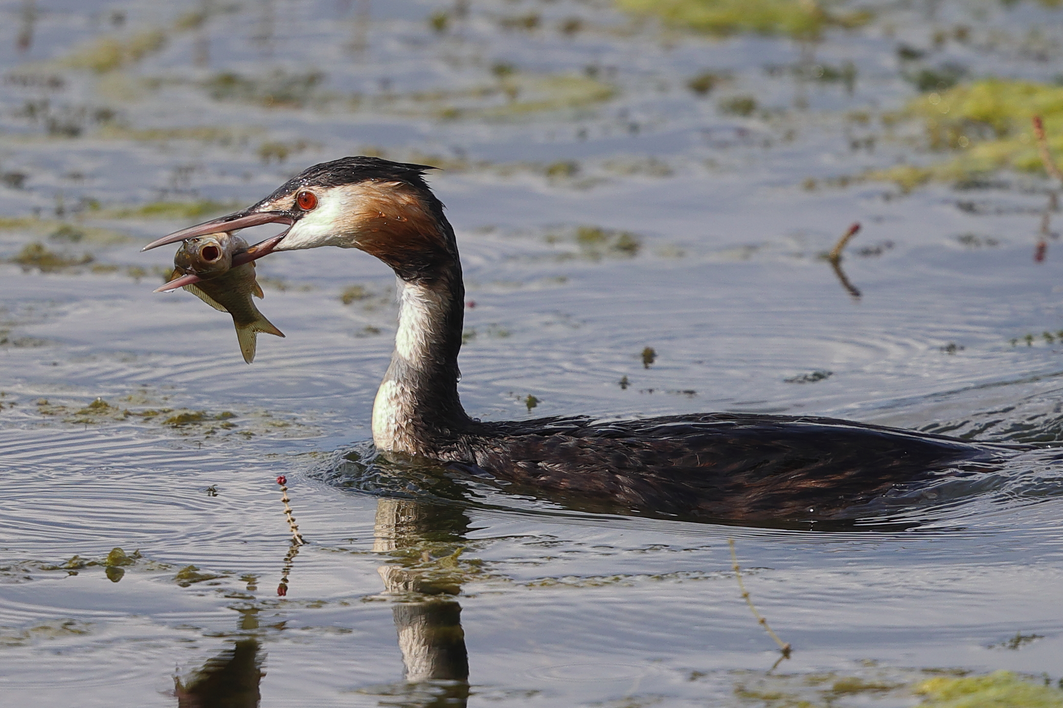 Era meglio se me ne stavo nell'aquario