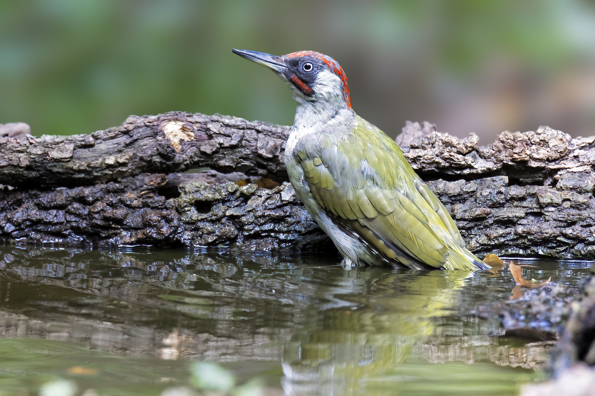 Picchio verde maschio