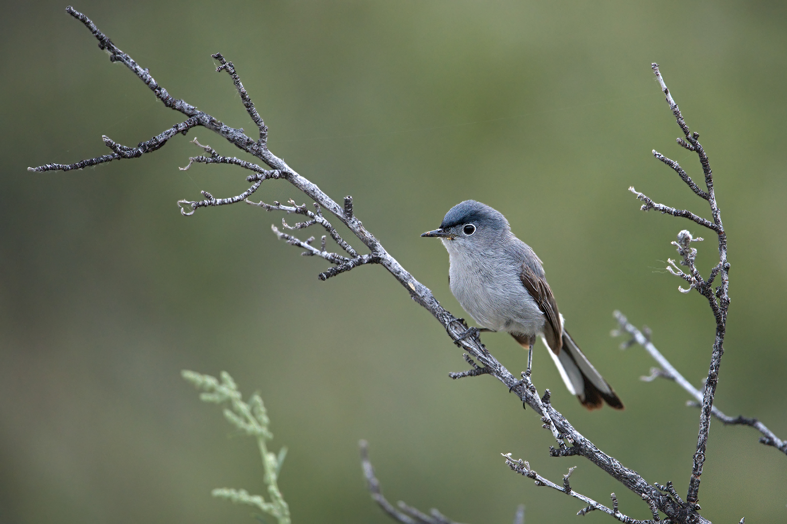 Zanzariere grigio blu