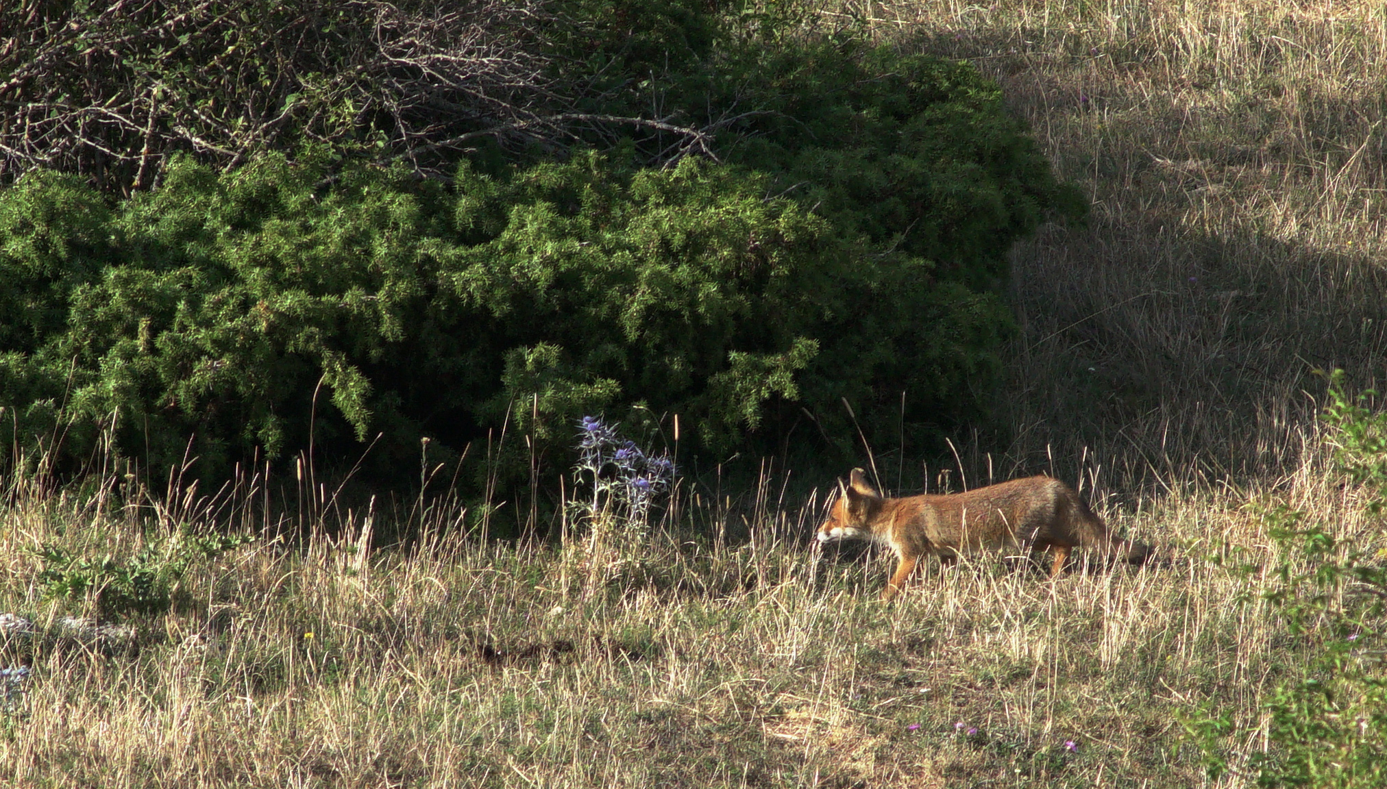 fox lurking (mountains of Cocullo)