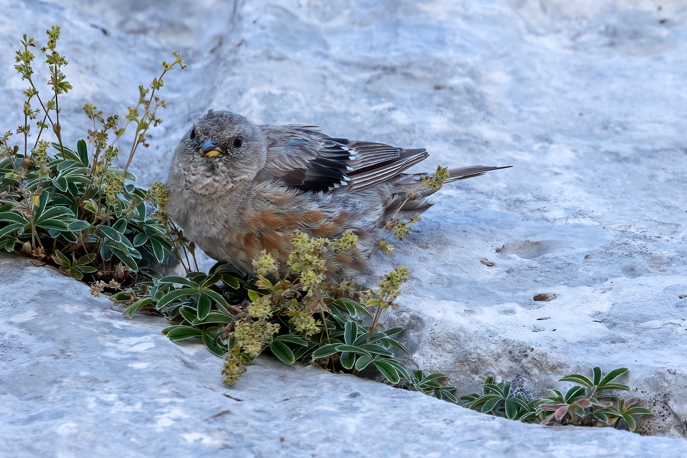 Fringuello appennino