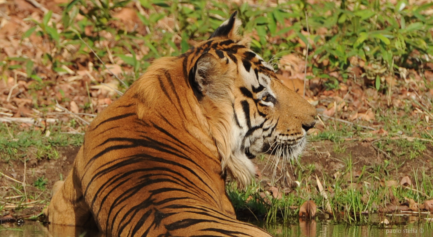 male tiger in the river