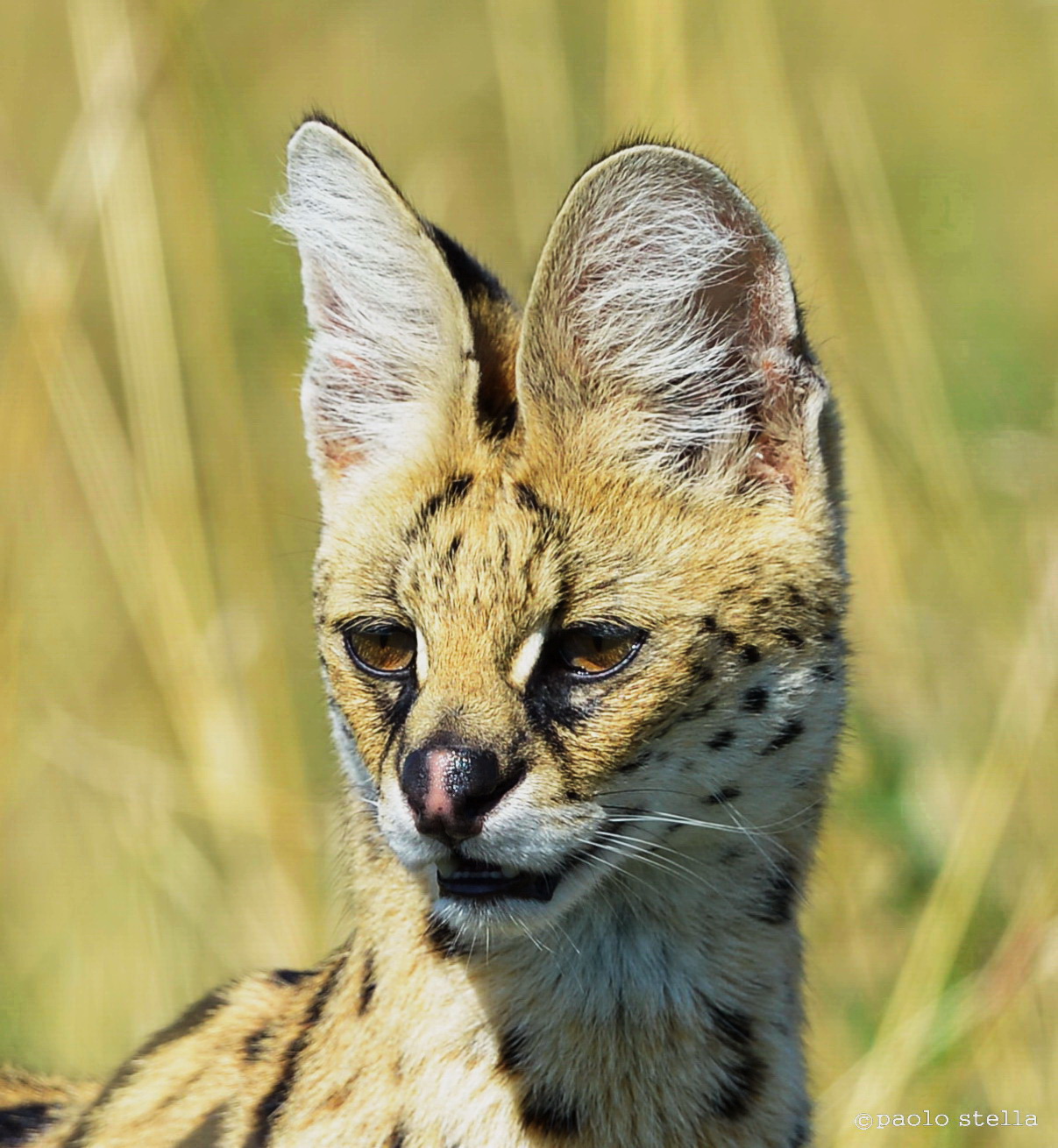 serval