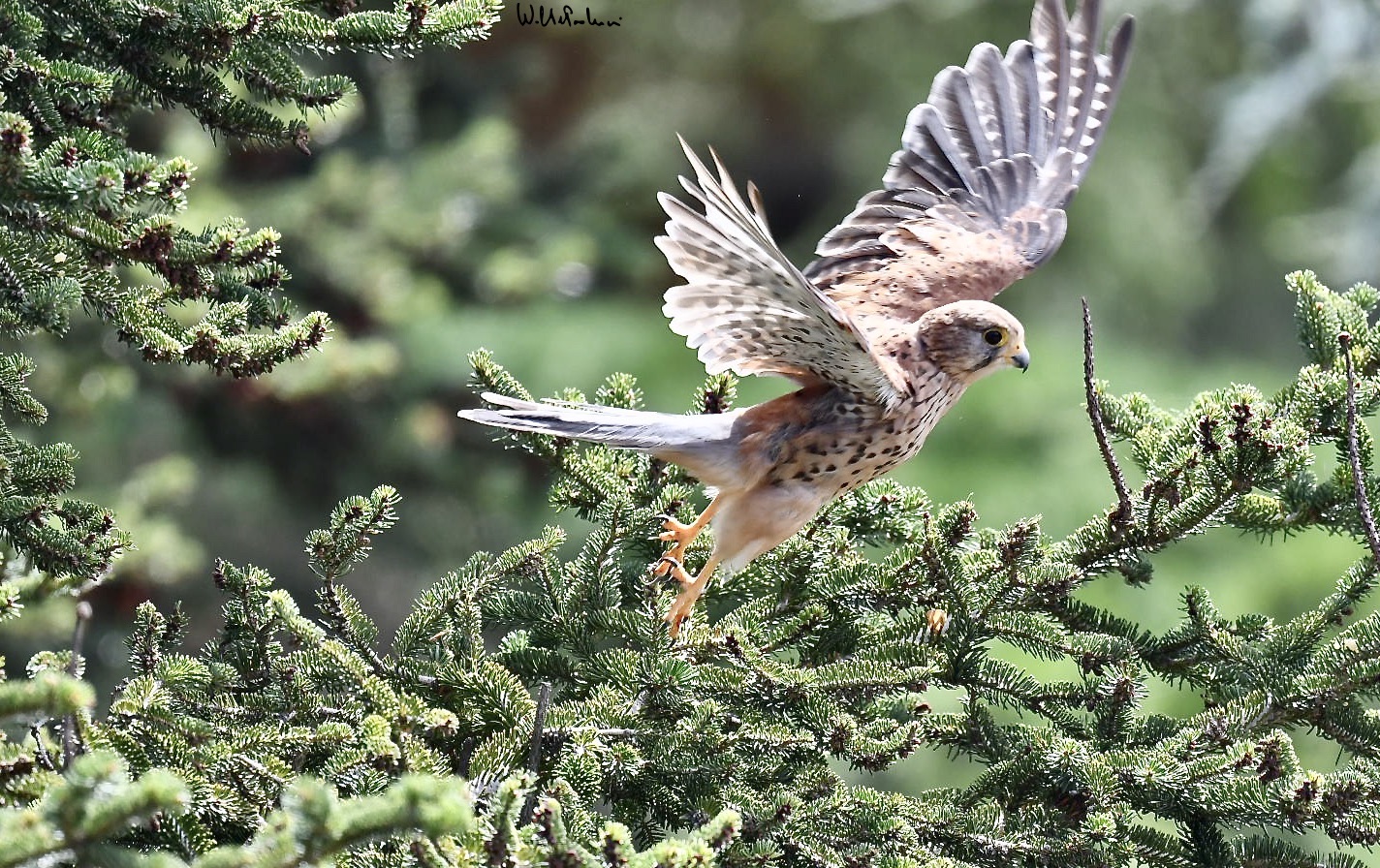 The flight of the Kestrel 1