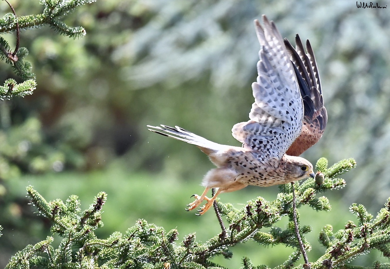 The Flight of the Kestrel 2