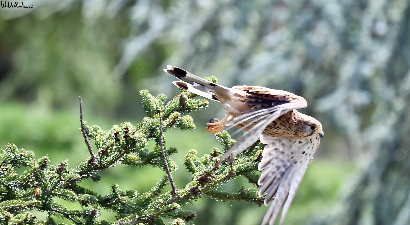 The flight of the Kestrel 3