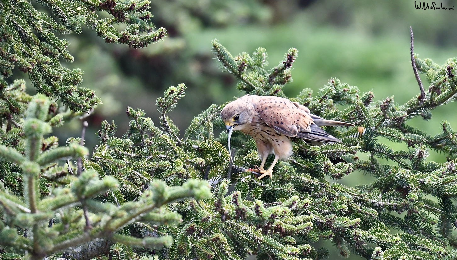 Kestrel with prey 2