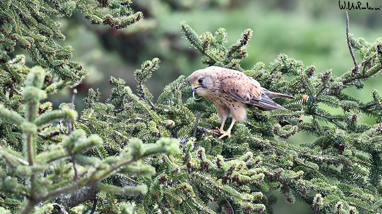 Kestrel with prey 3