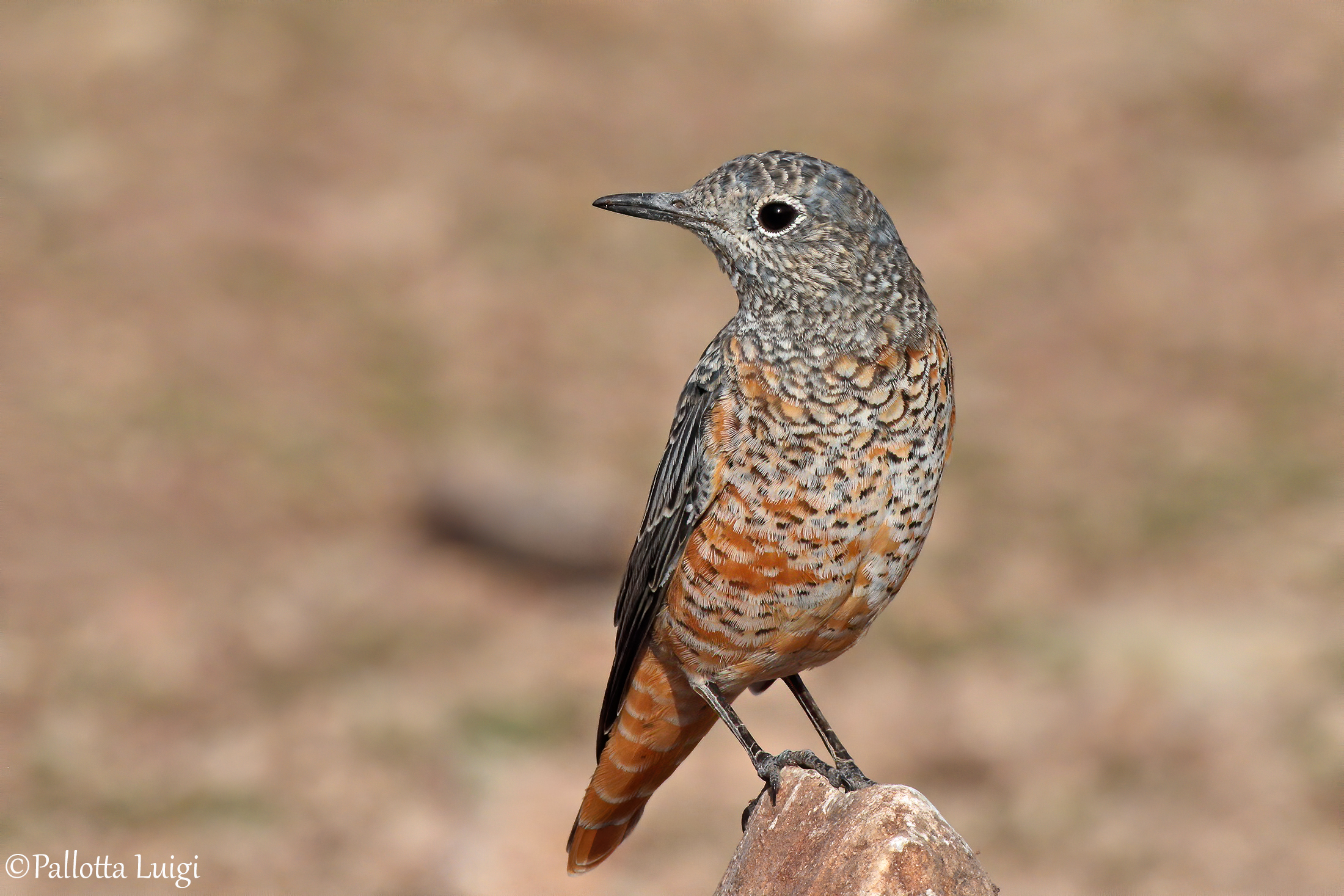 Codirossone (Monticola saxatilis)
