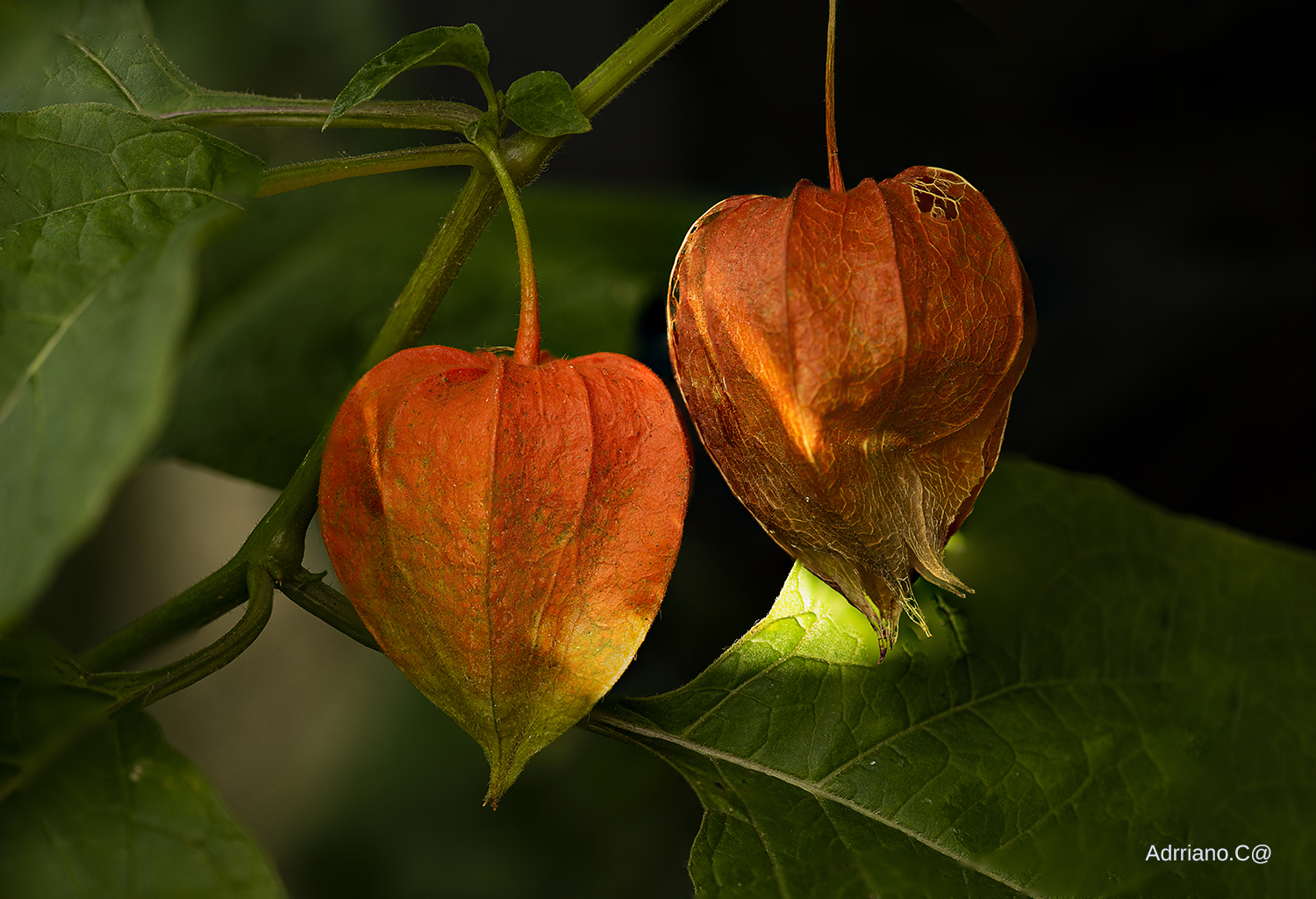 Physalis (lanterna)