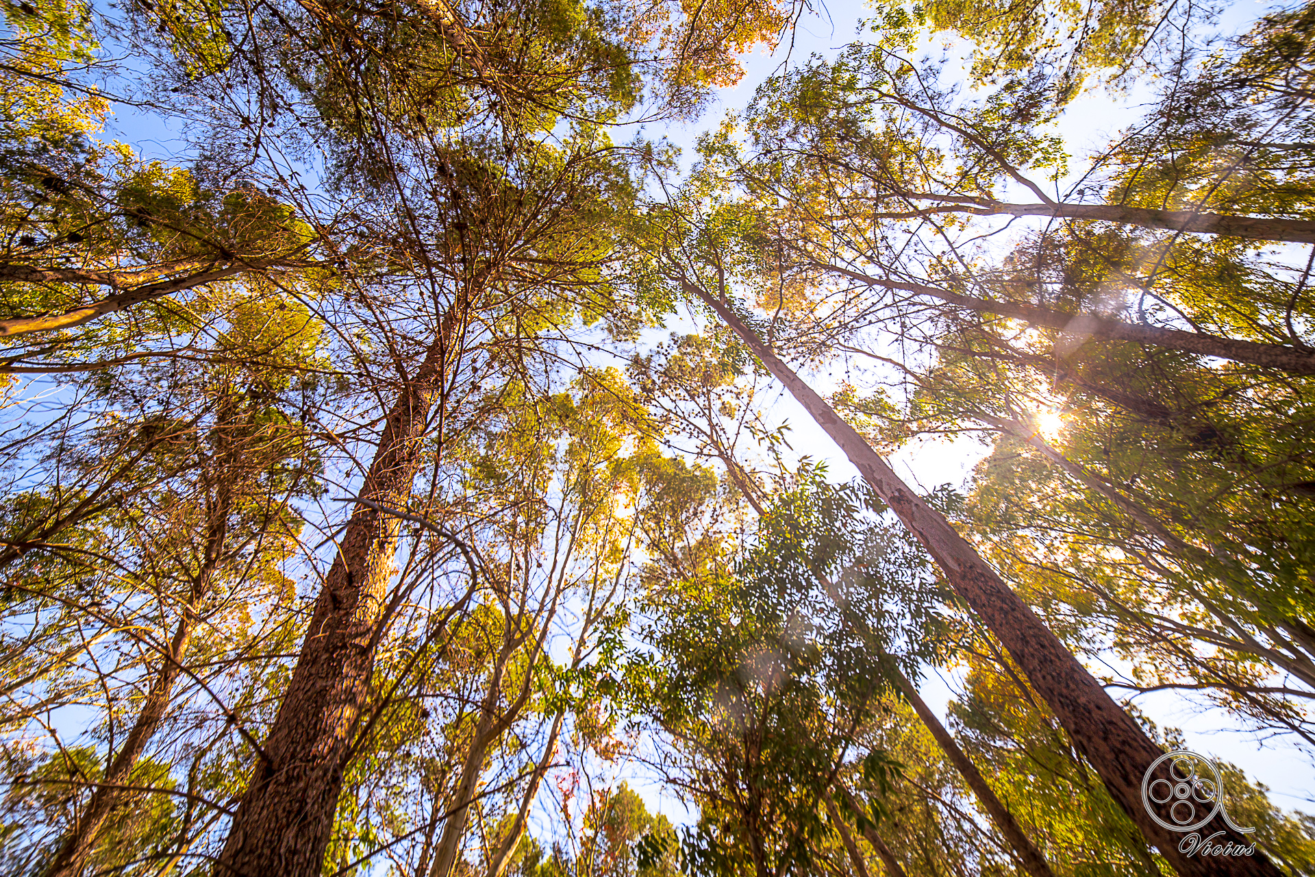 Il sole tra gli alberi