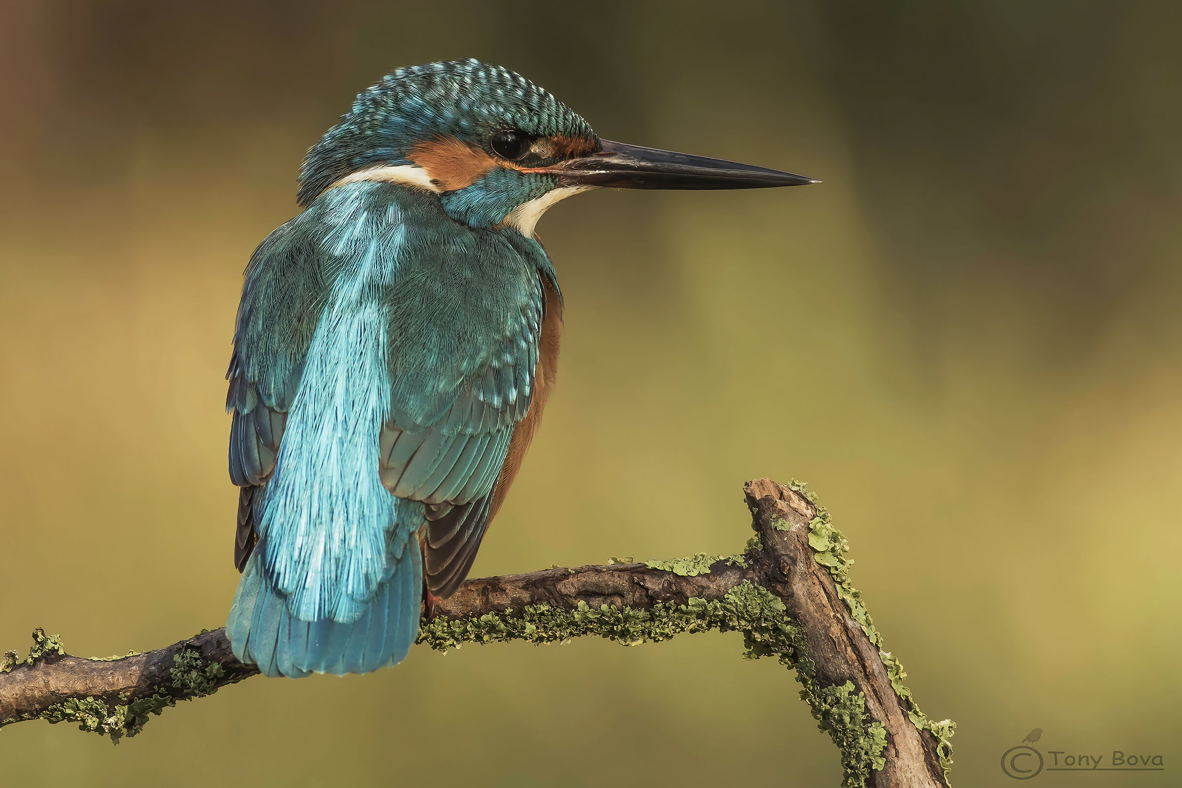 The King and returned ...