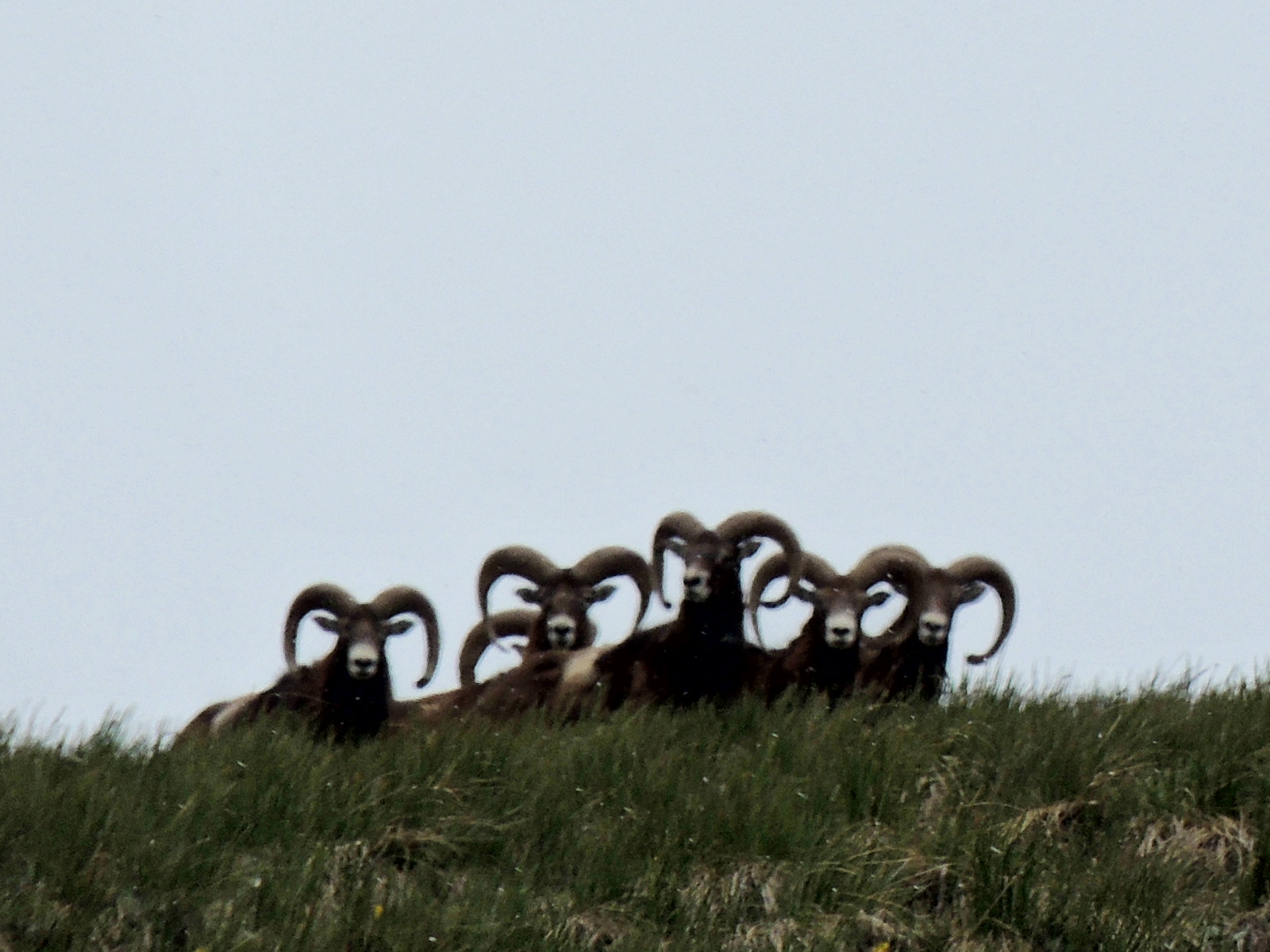 Mouflon