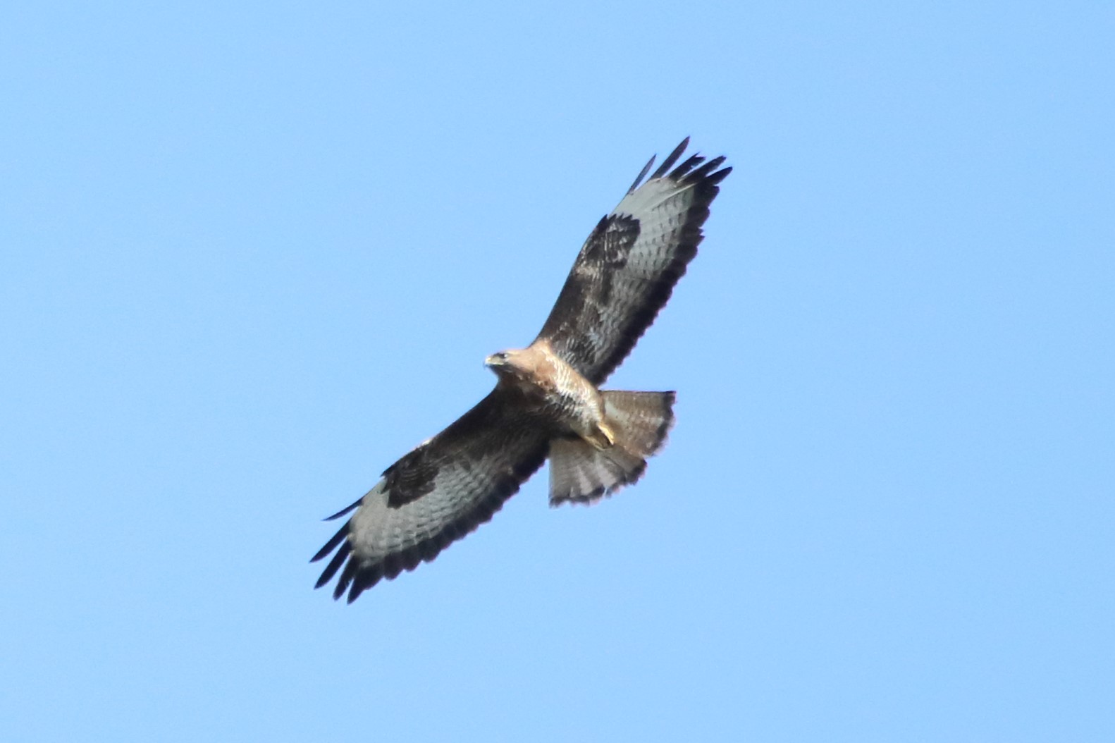 buzzard