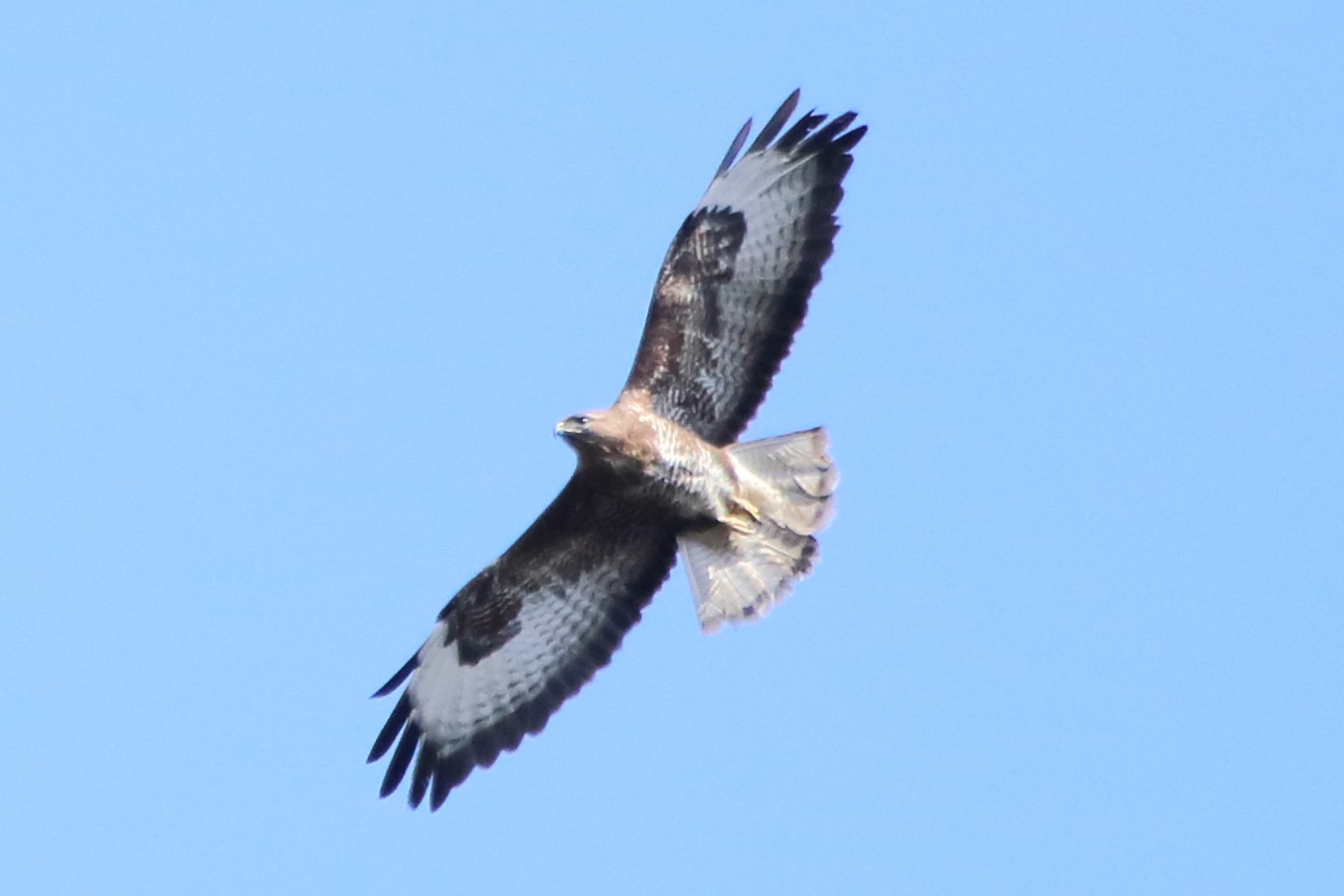 buzzard