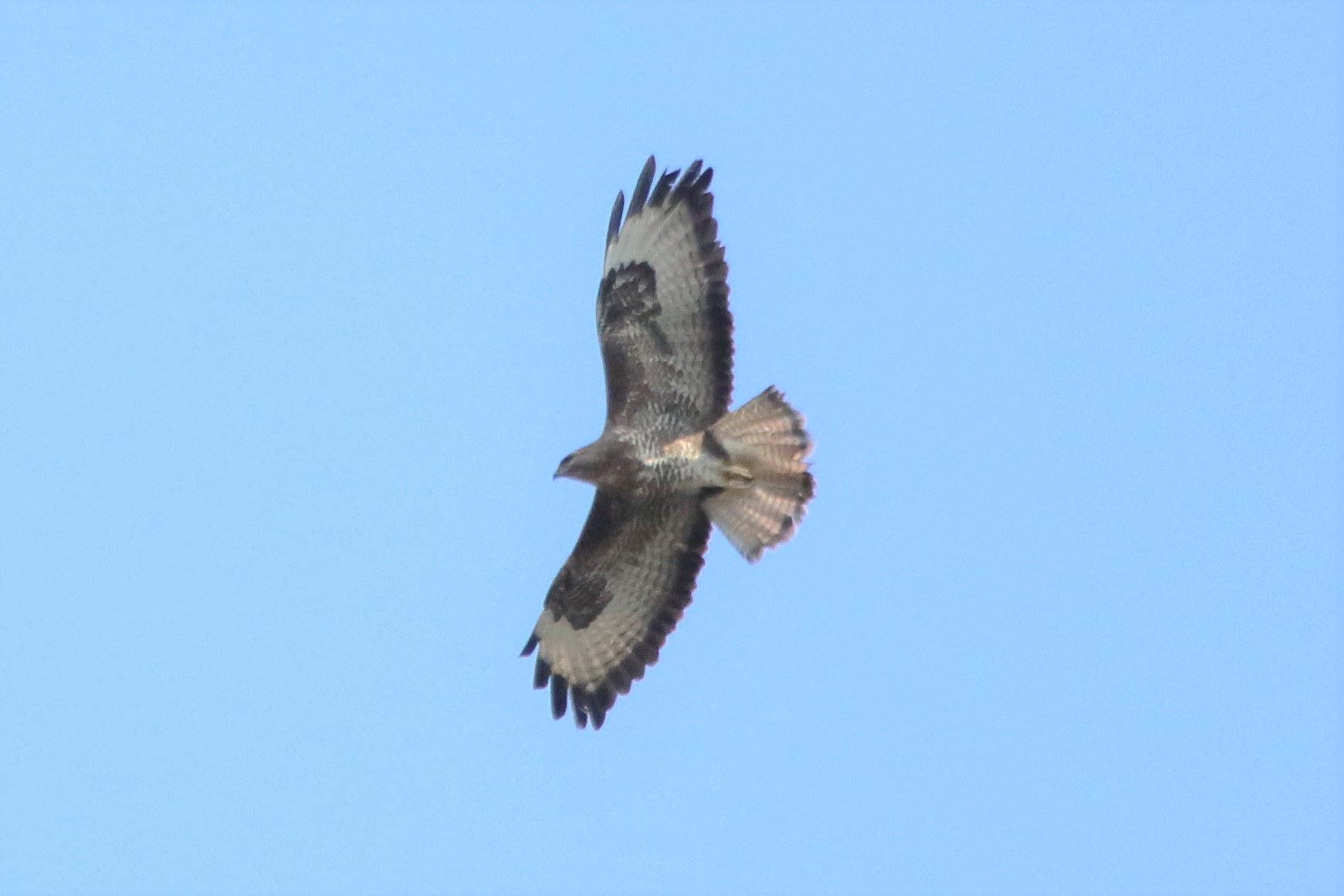 buzzard
