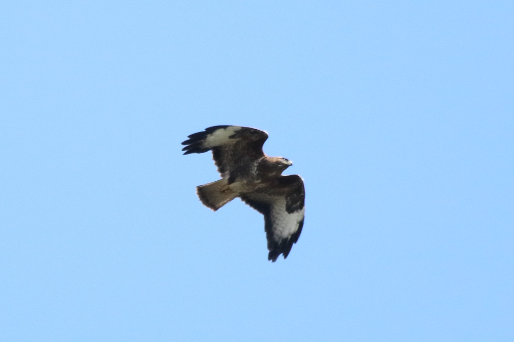 buzzard