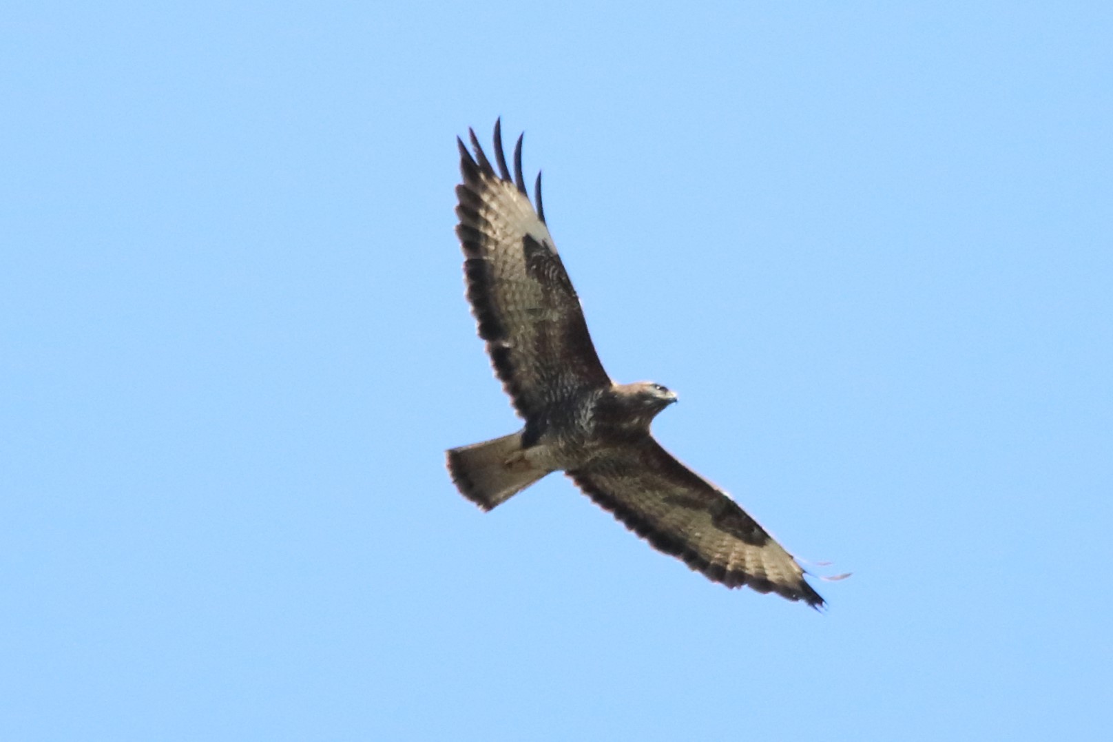 buzzard