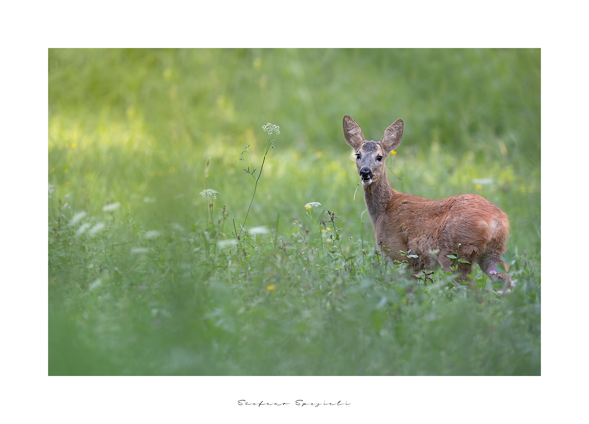 Roe deer - Capreolus capreolus