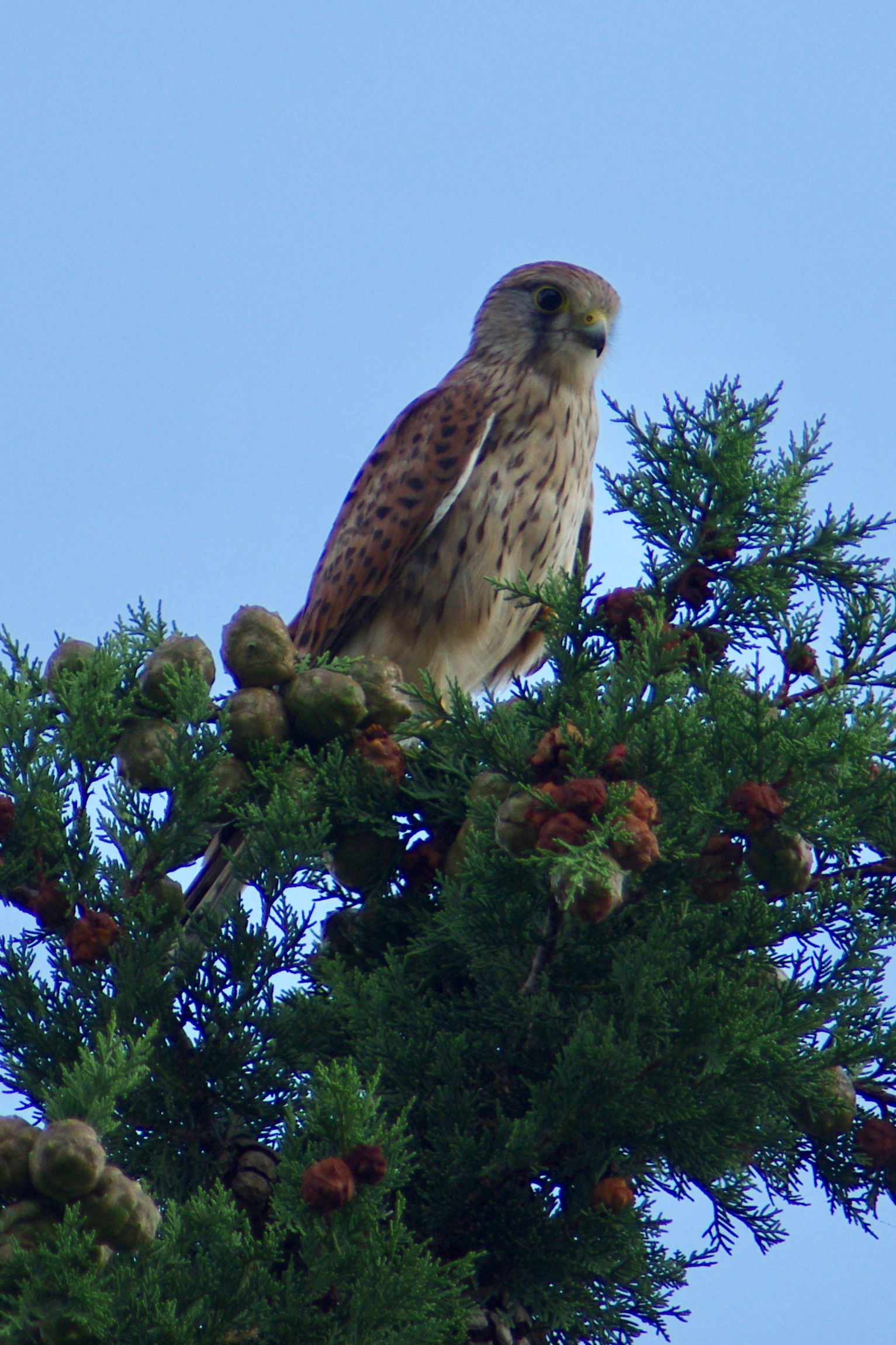 Kestrel under observation