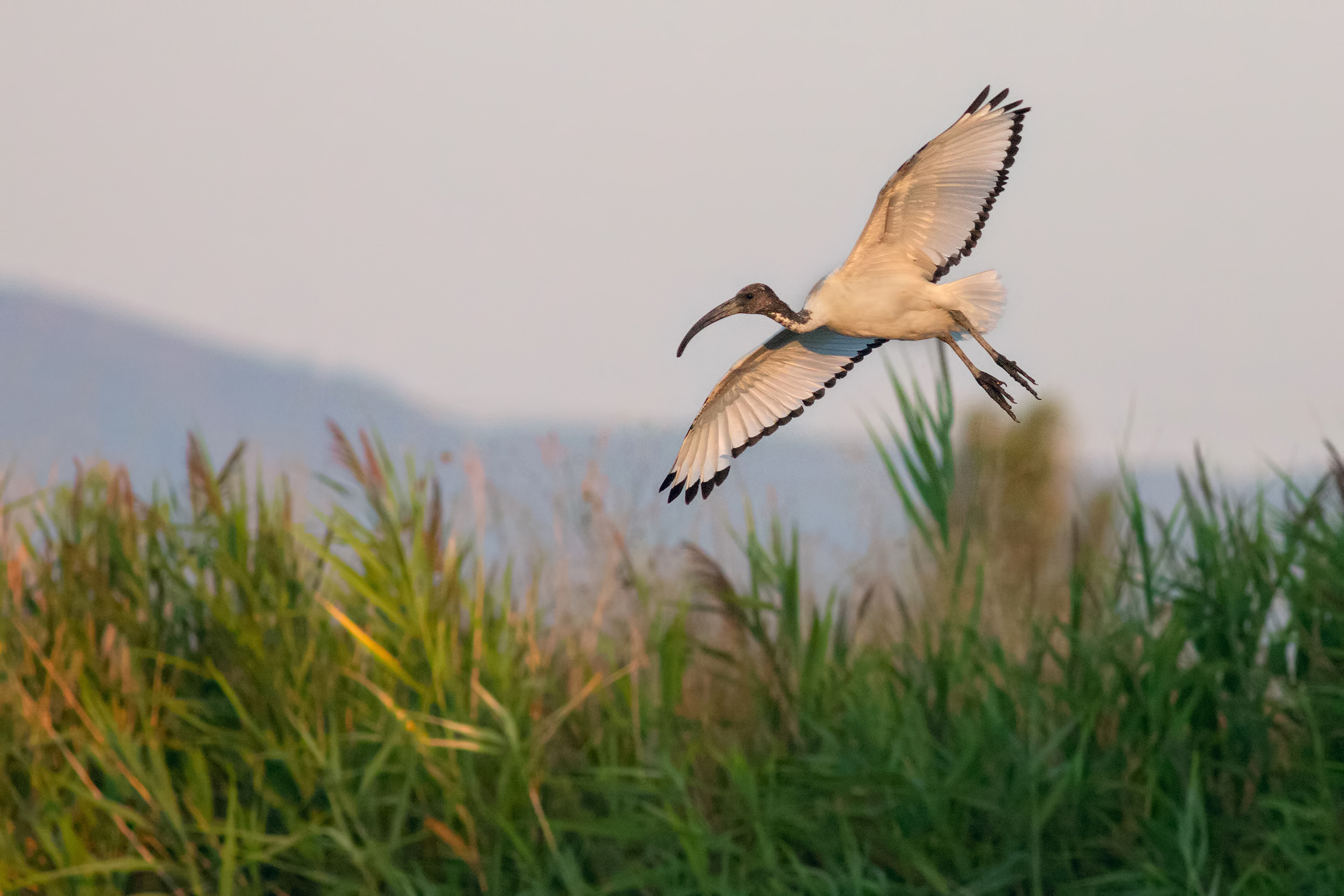 Ibis in flight