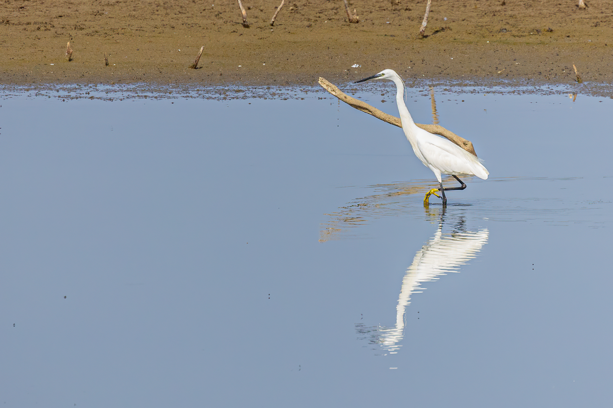 Egret