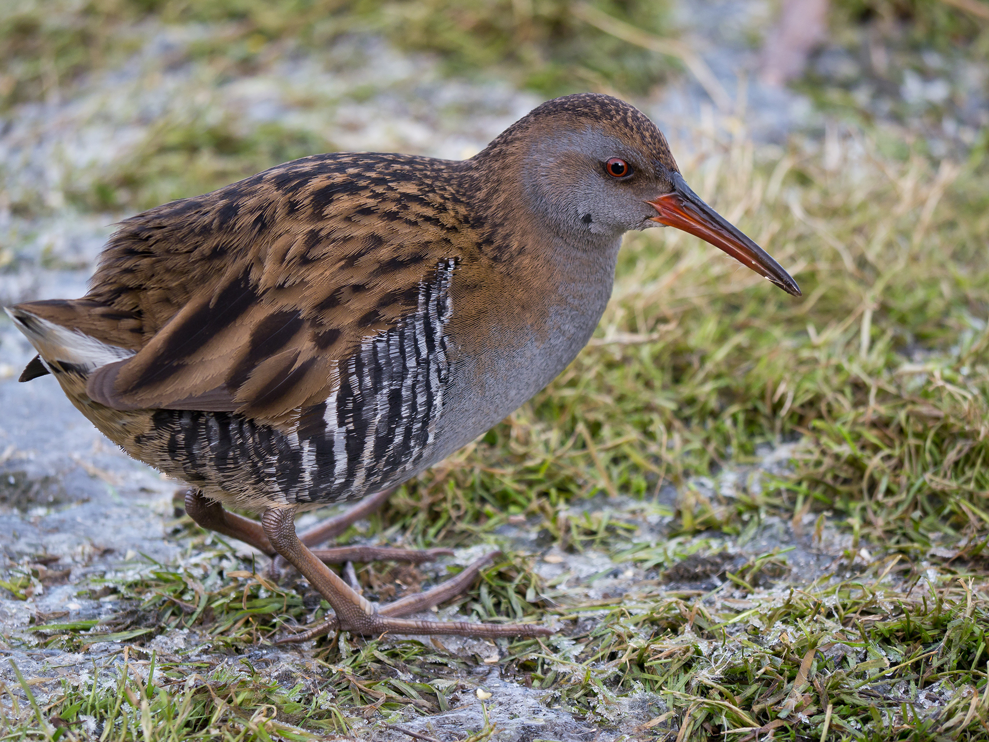 Water Rail