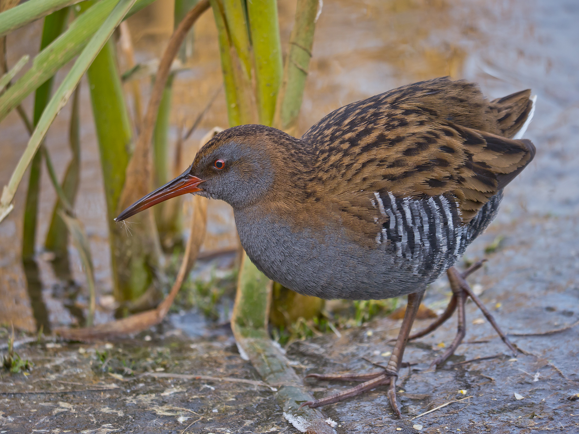 Water Rail
