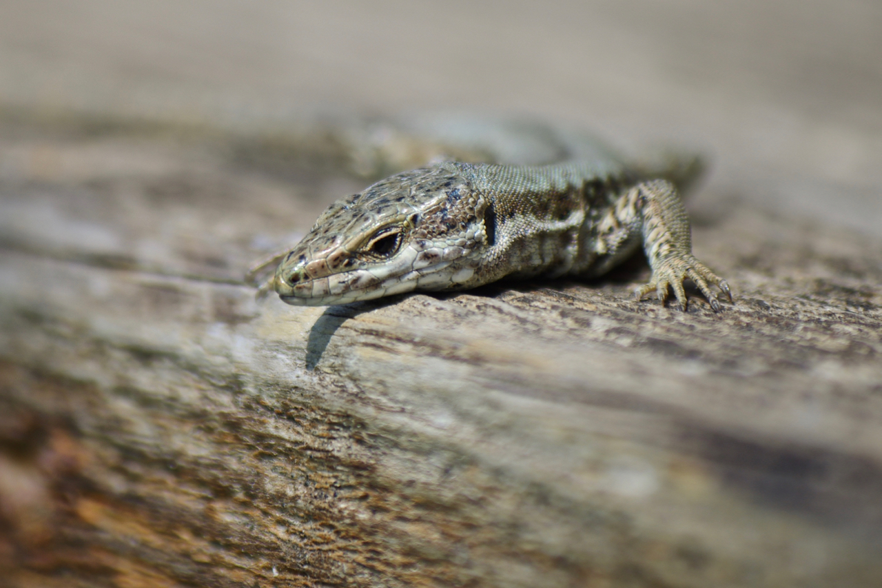 Curious lizard