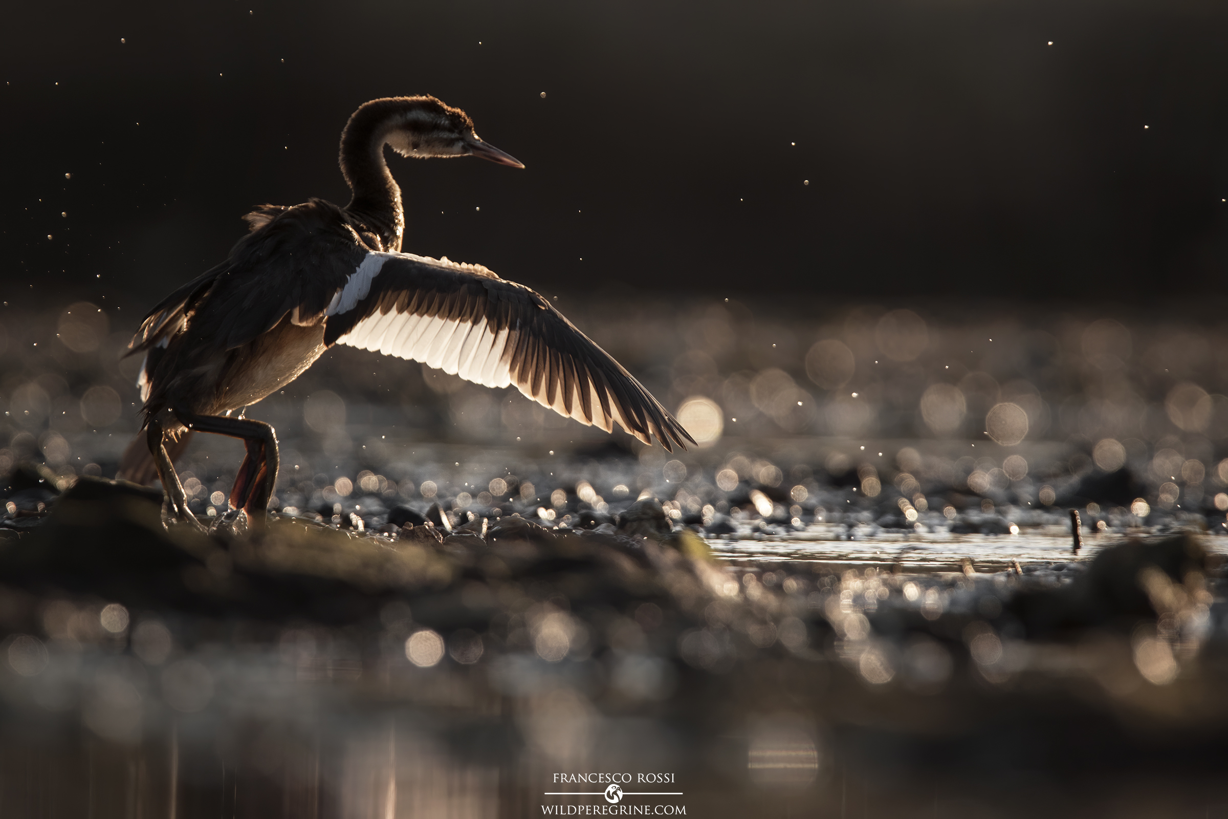 Giovane Svasso Maggiore al tramonto