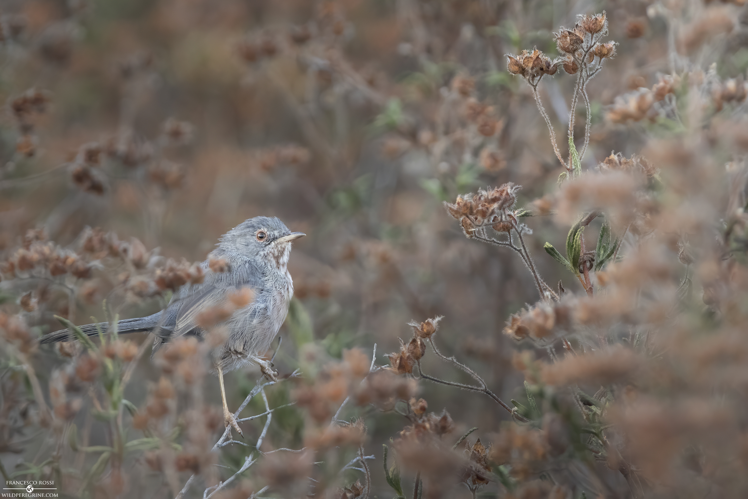 Magnanina (Sylvia undata)