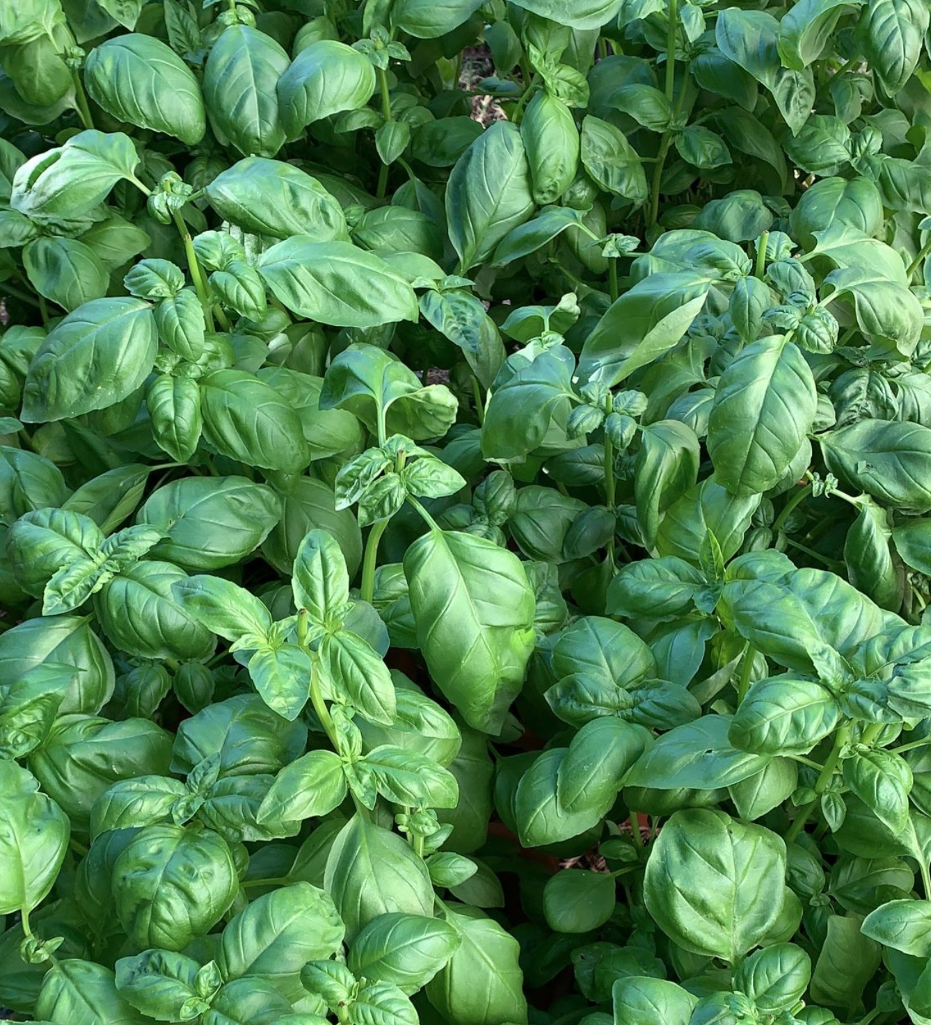 Basil