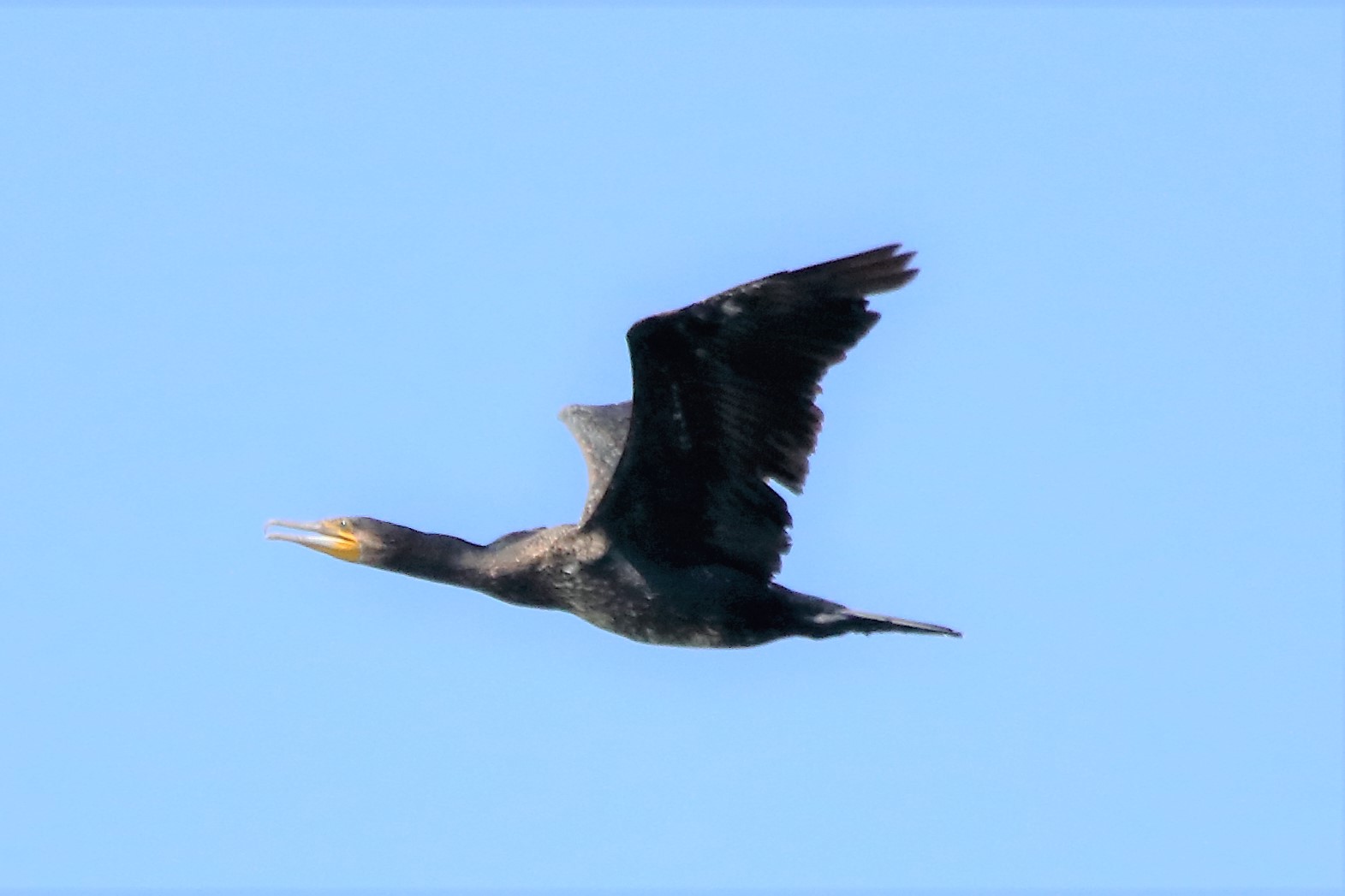 Cormorant