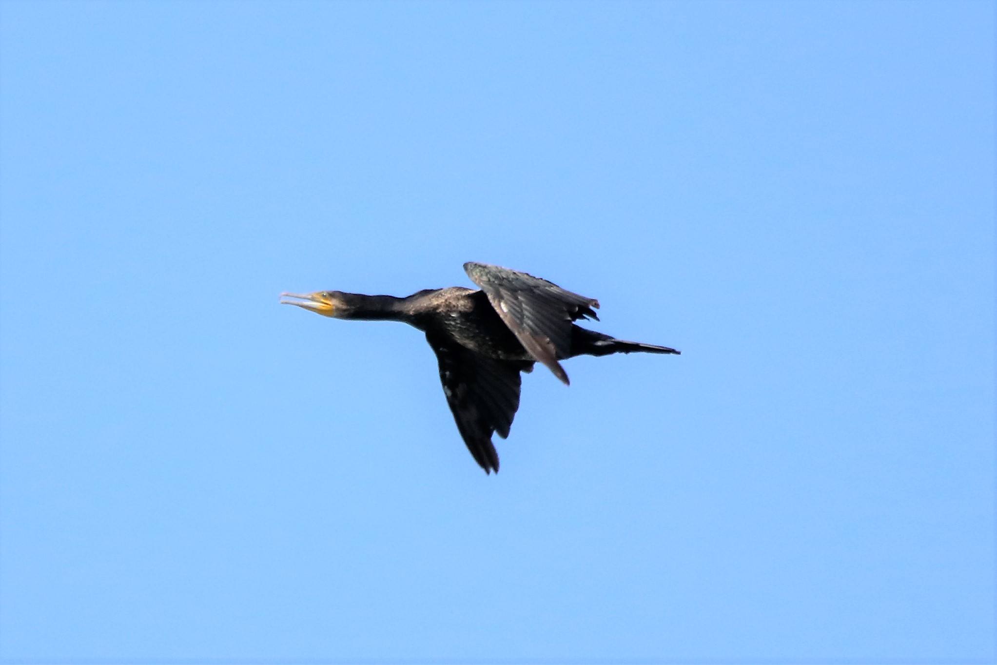Cormorant