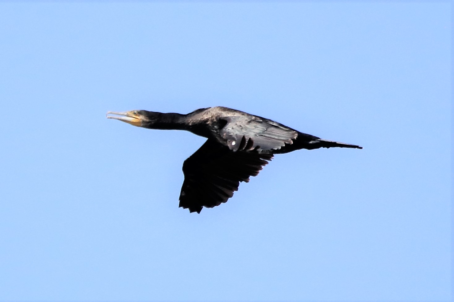 Cormorant