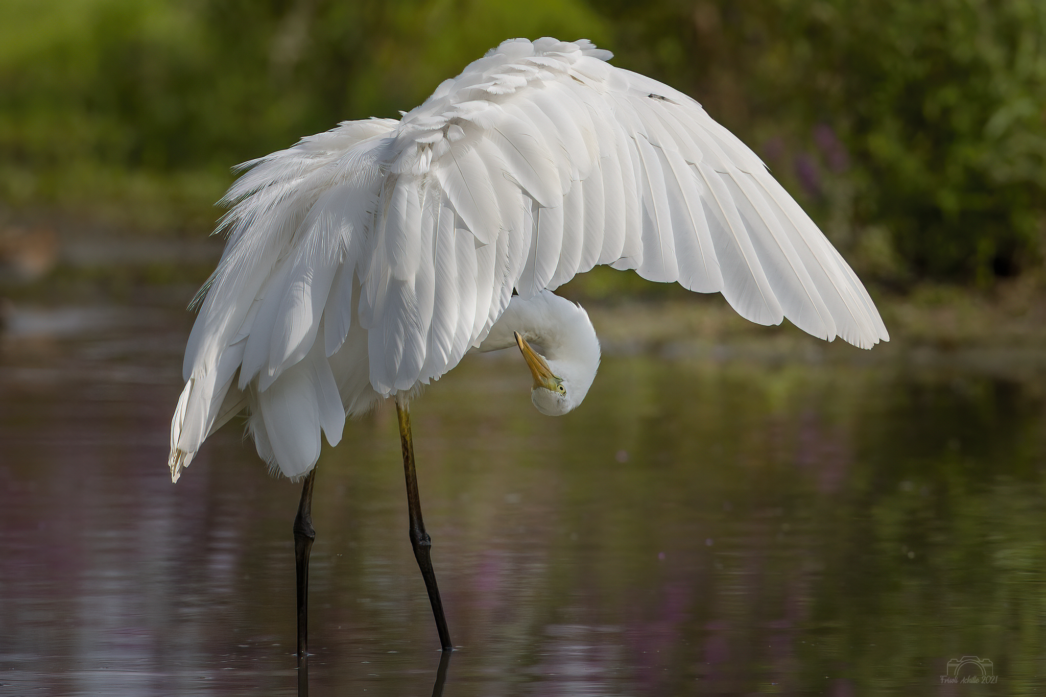 Great white heron