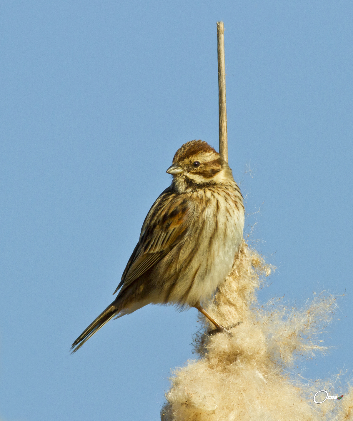 migliarino di palude