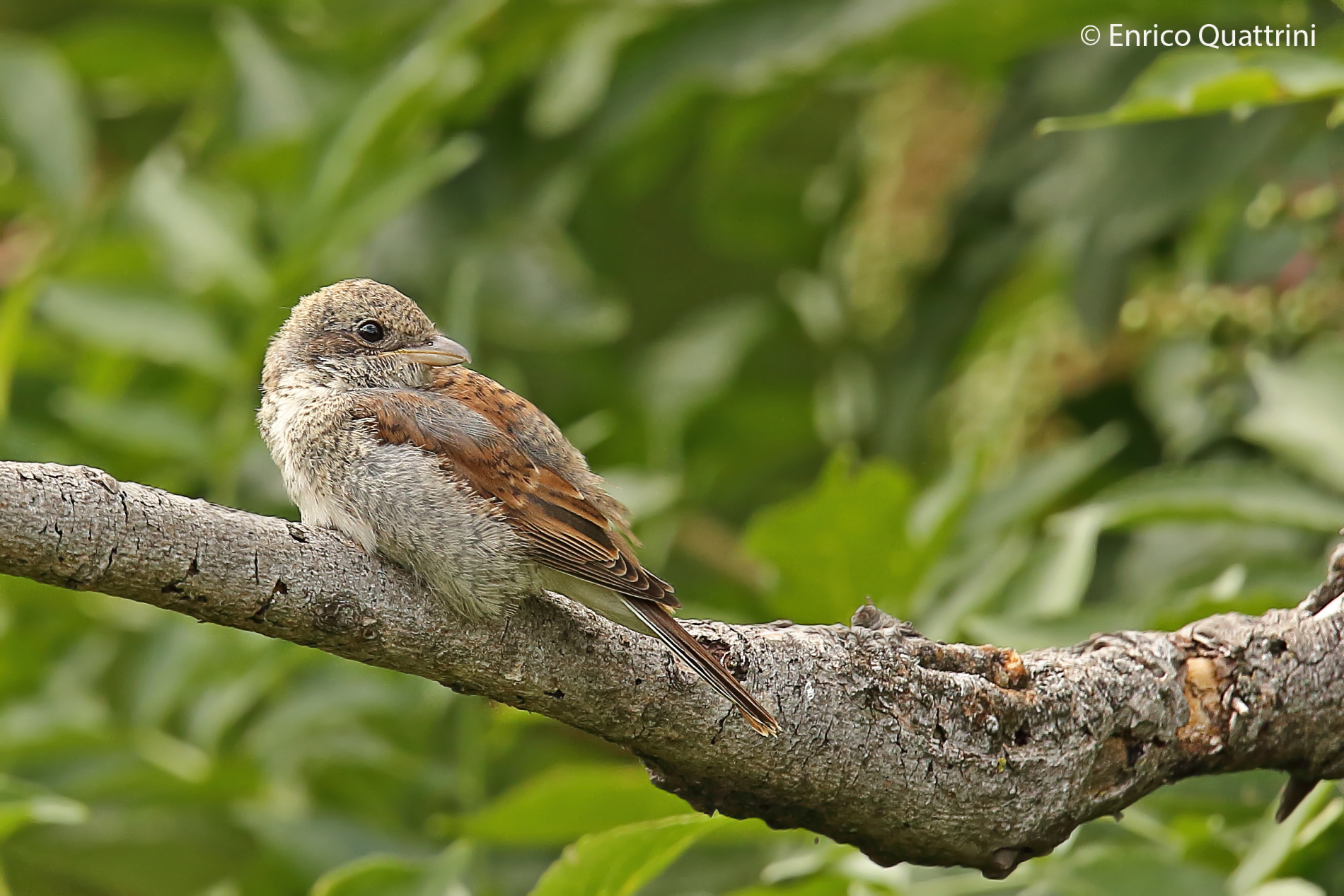 Pullo di Averla Piccola