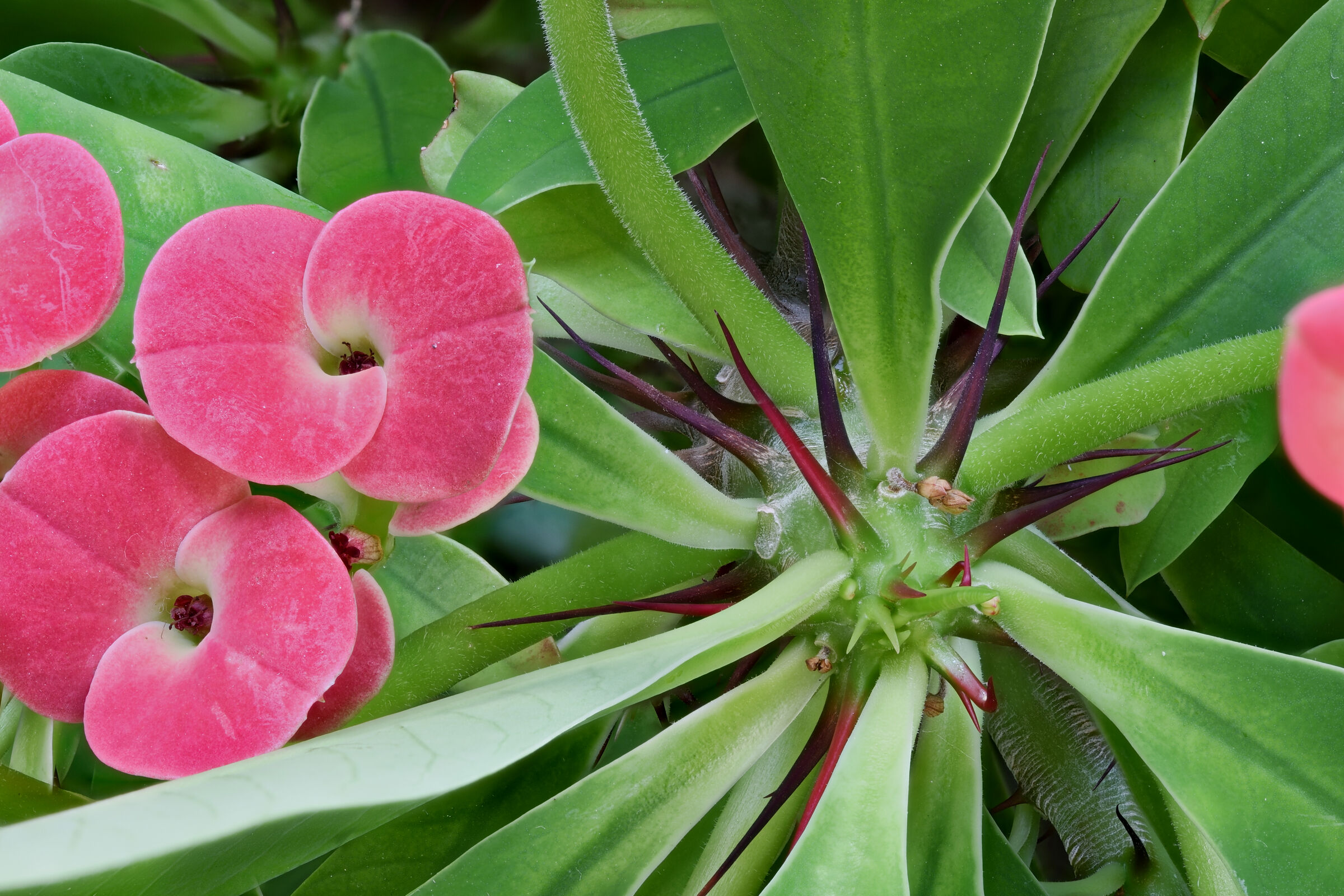 Spina di Cristo - Euphorbia Milii