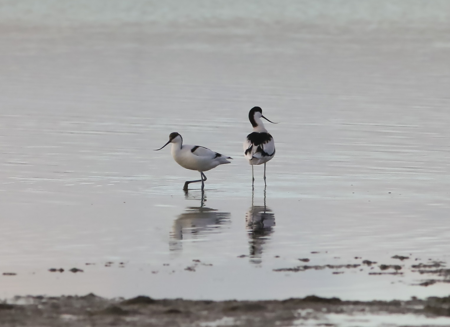 Avocette