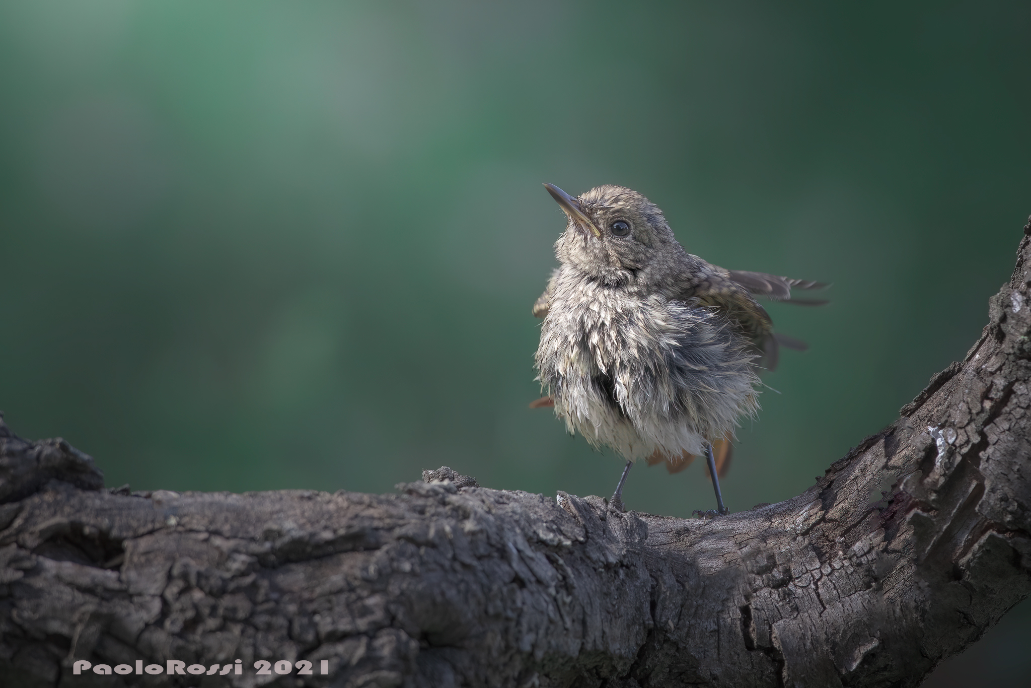 Femmina di codirosso...