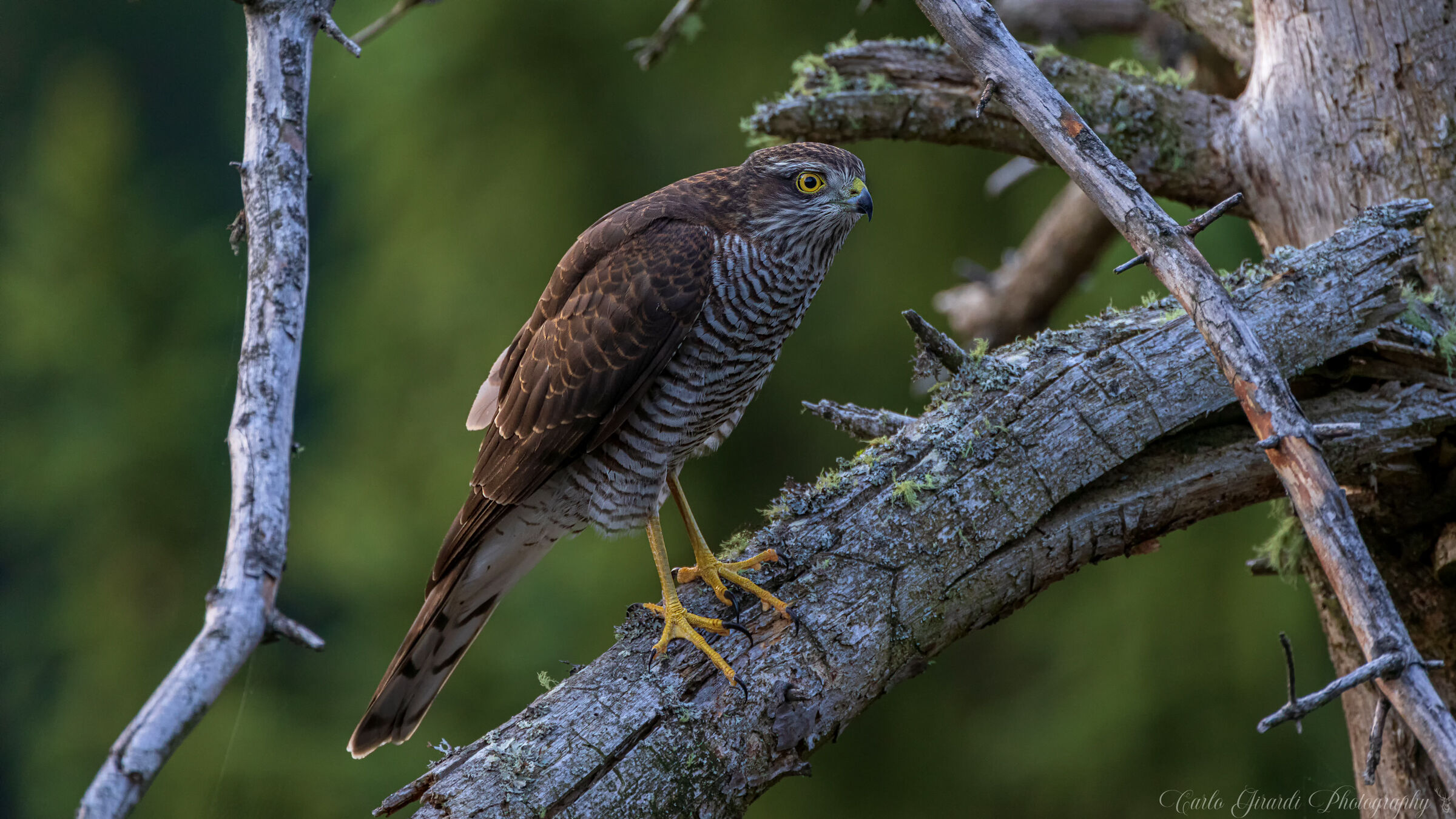 Sparrowhawk always lurking.