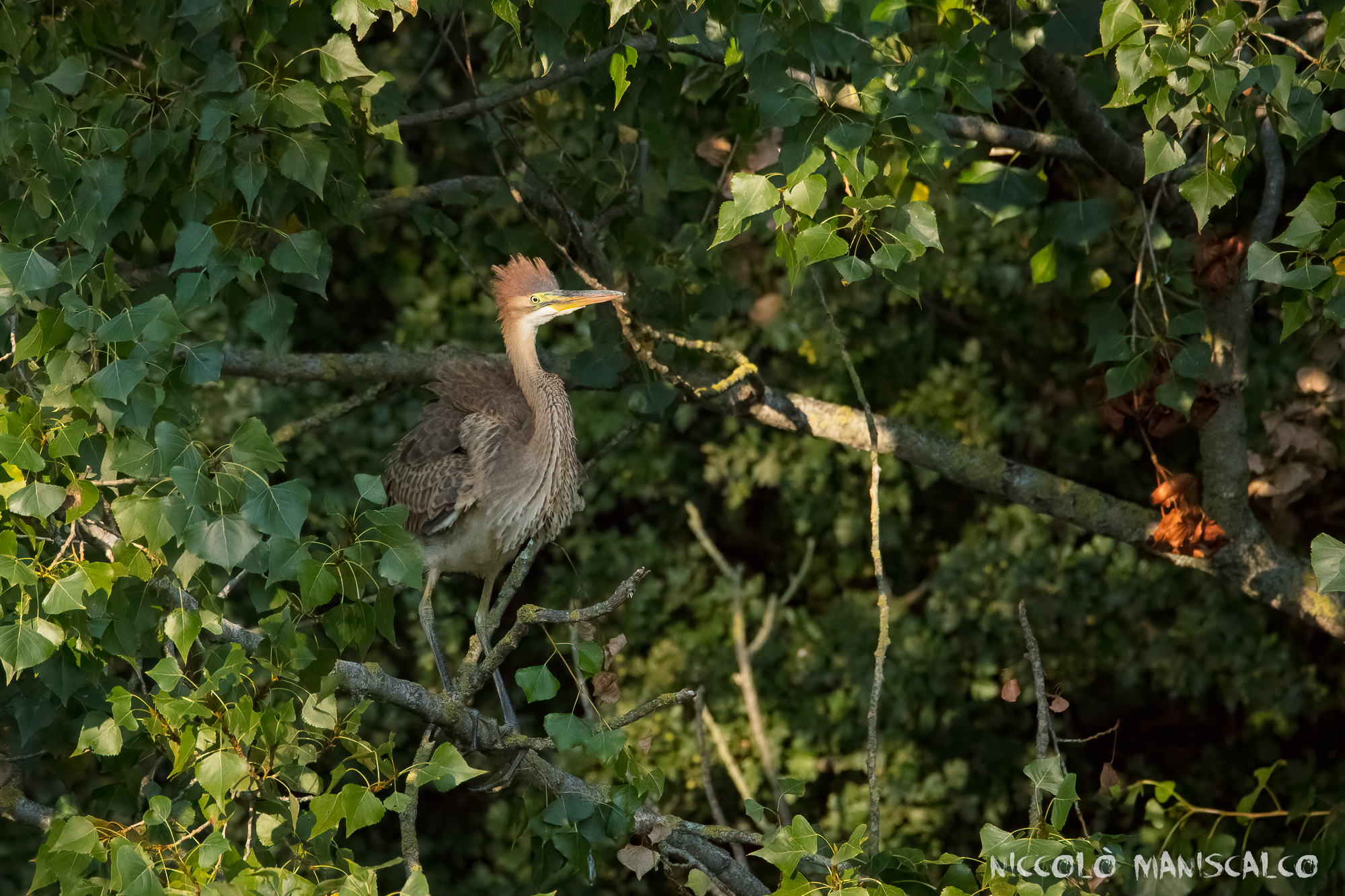 Hey Rosso, Giù la Cresta !!
