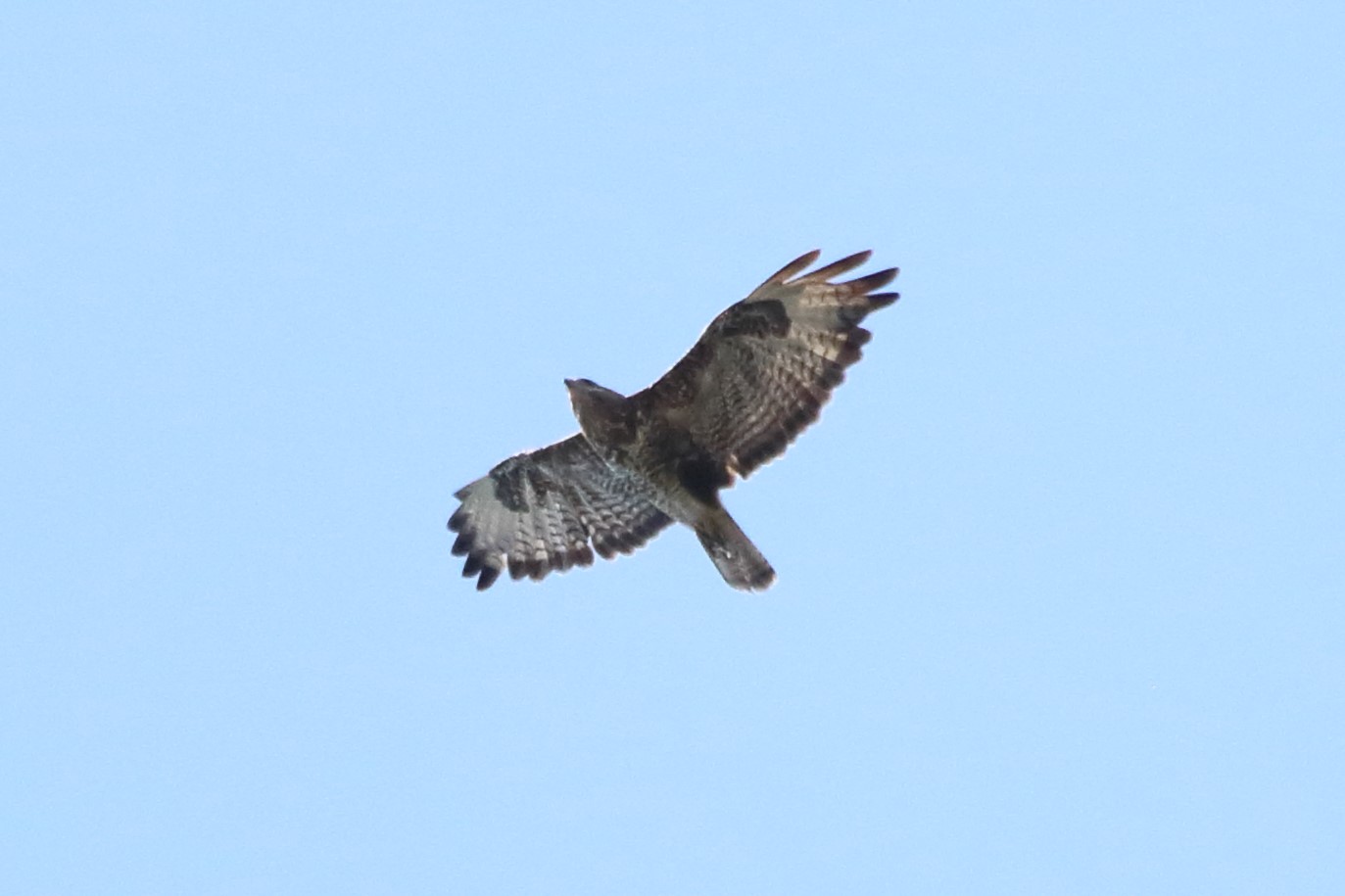 Buzzard