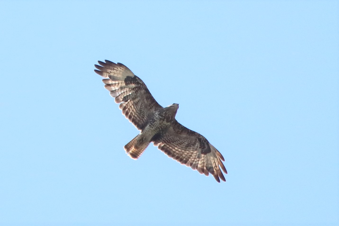 Buzzard