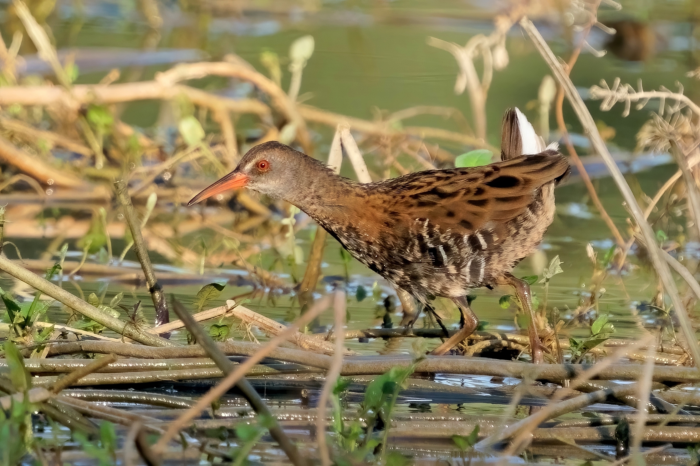 Porciglione (Rallus aquaticus)