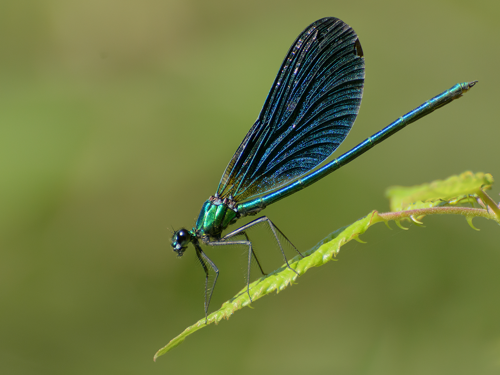Odonata (Calopteryx virgo male) 2.