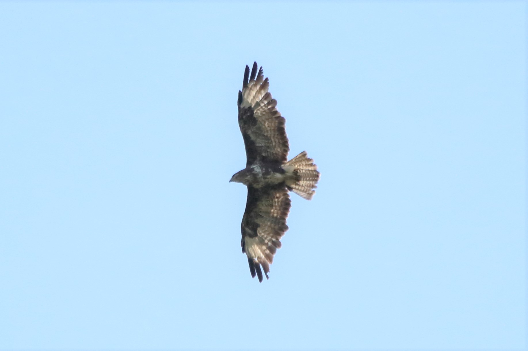 Buzzard
