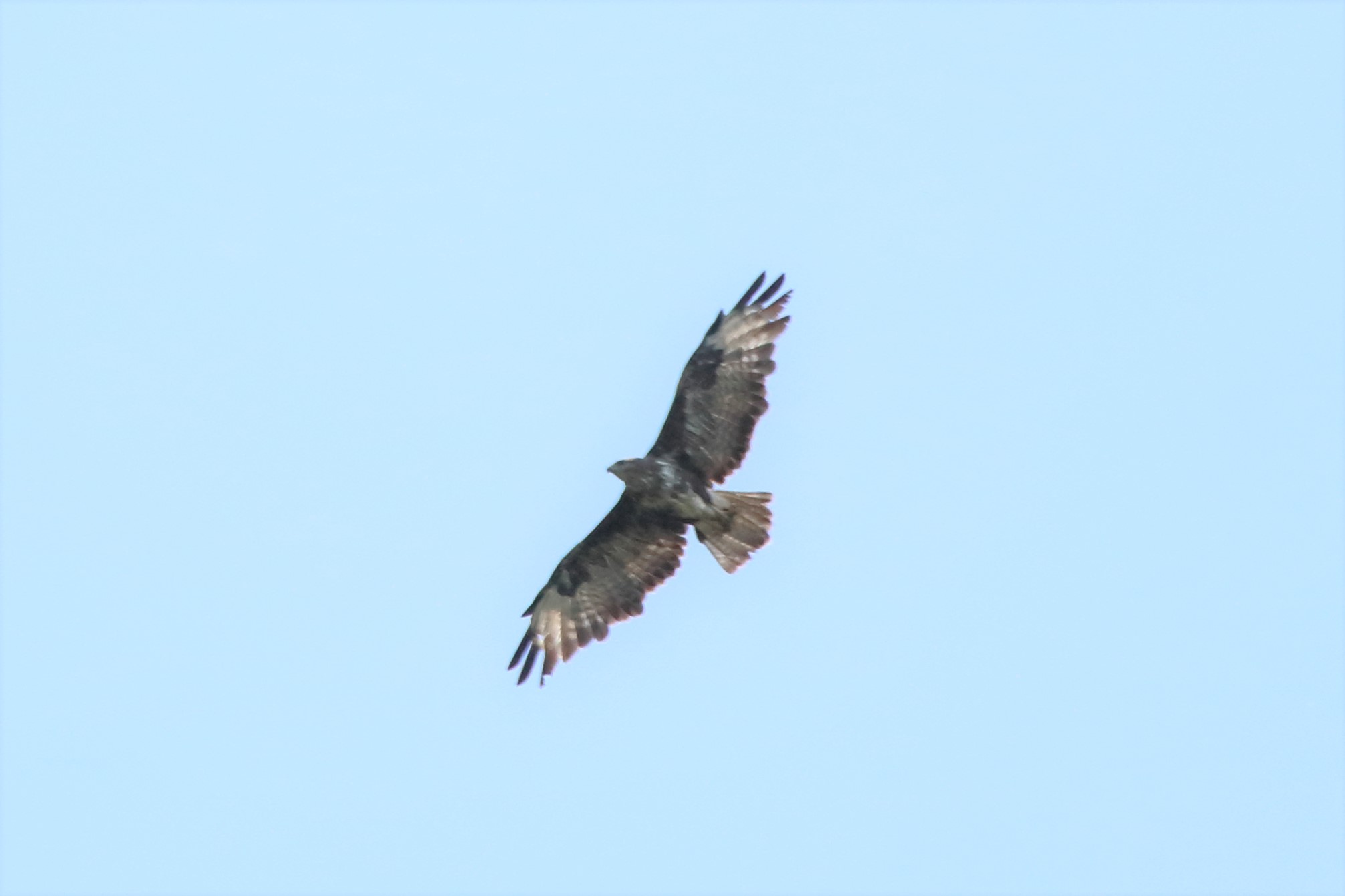 Buzzard